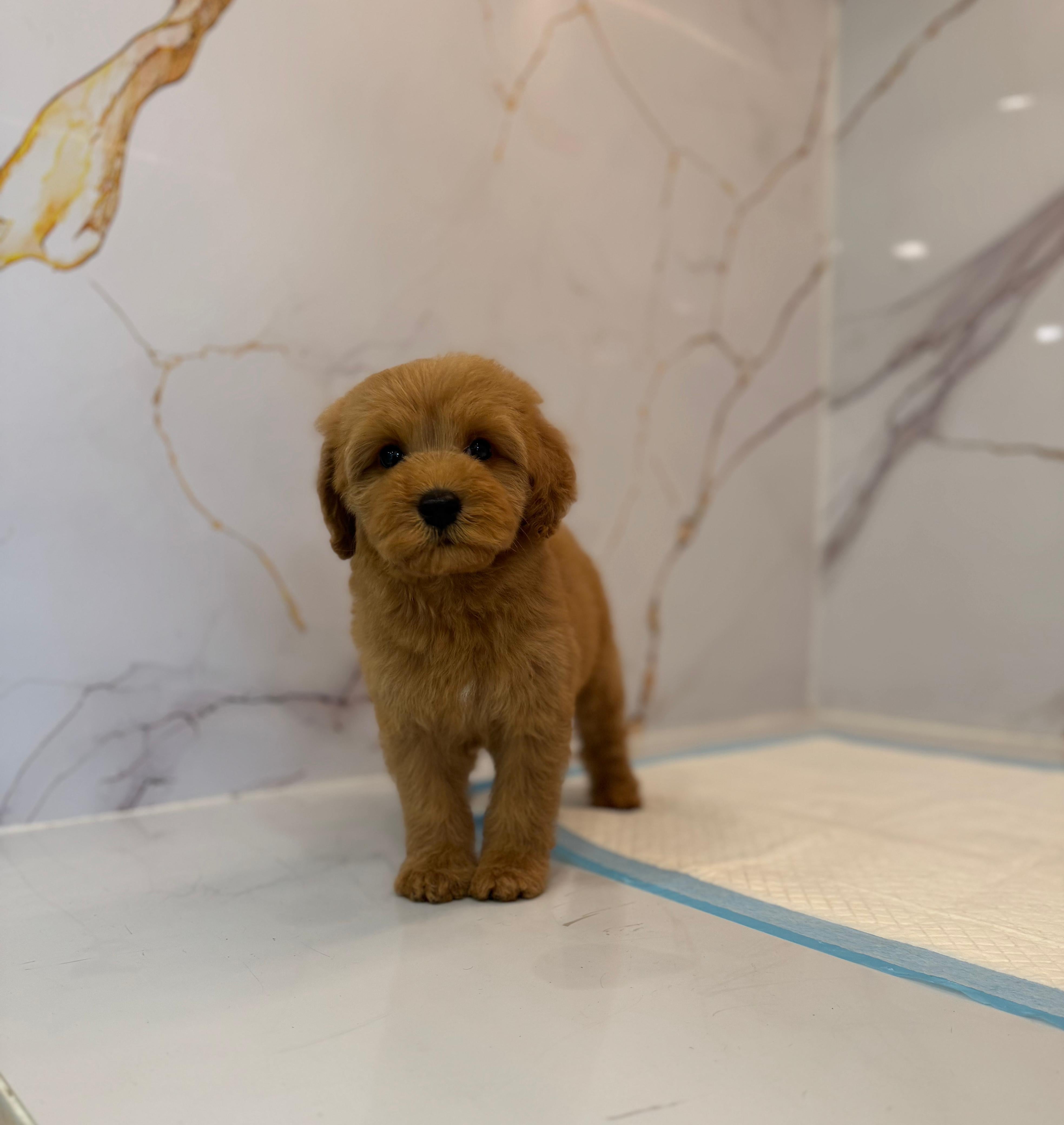 Golden Doodle Puppy