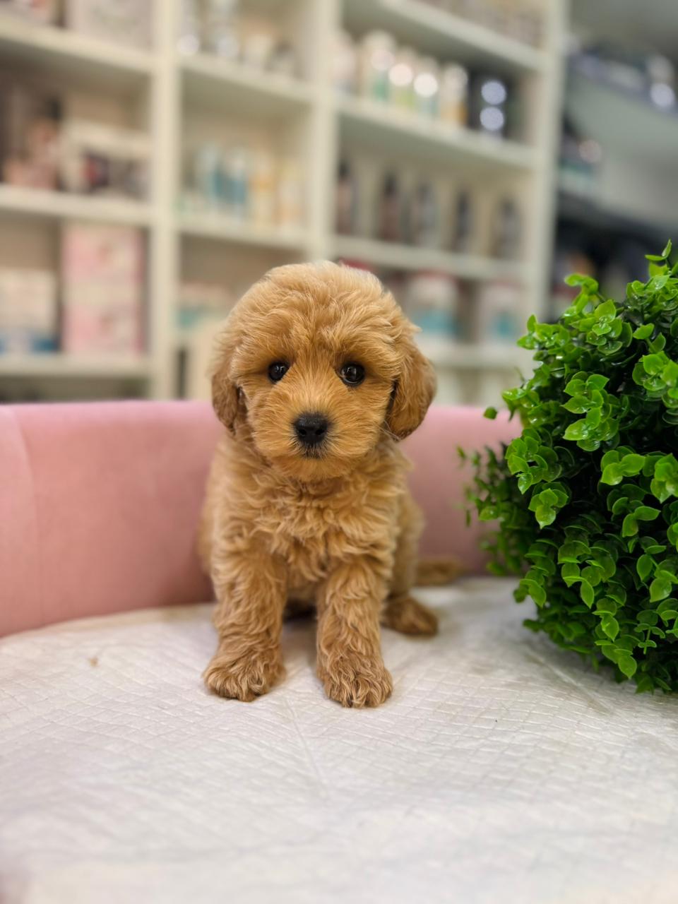 Maltipoo Puppies