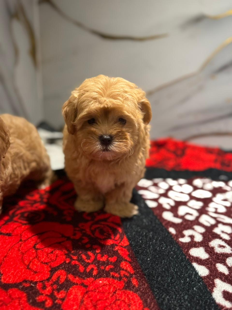 Shihpoo Puppy