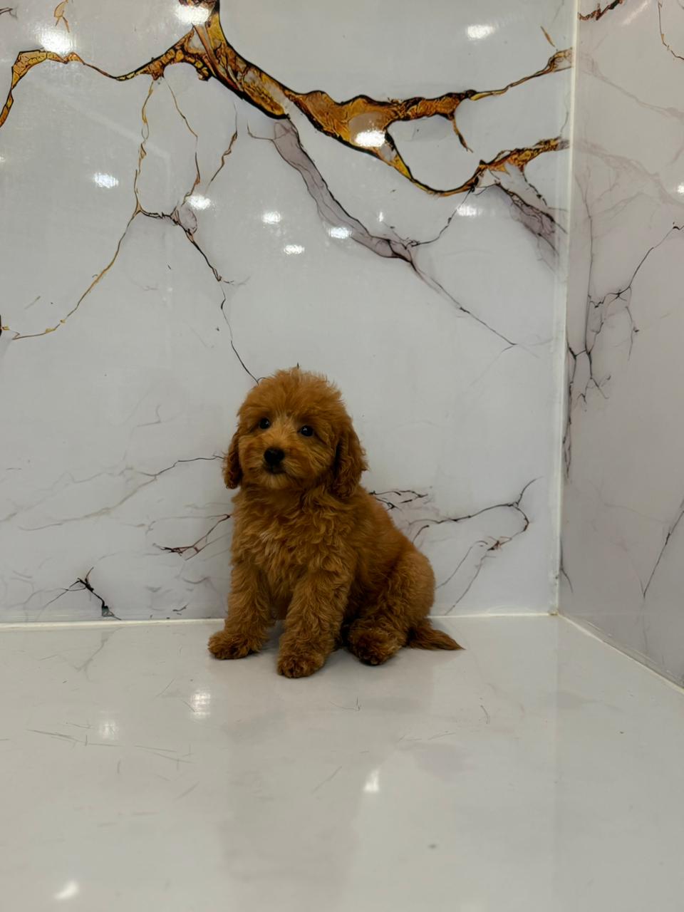 Poodle Puppies