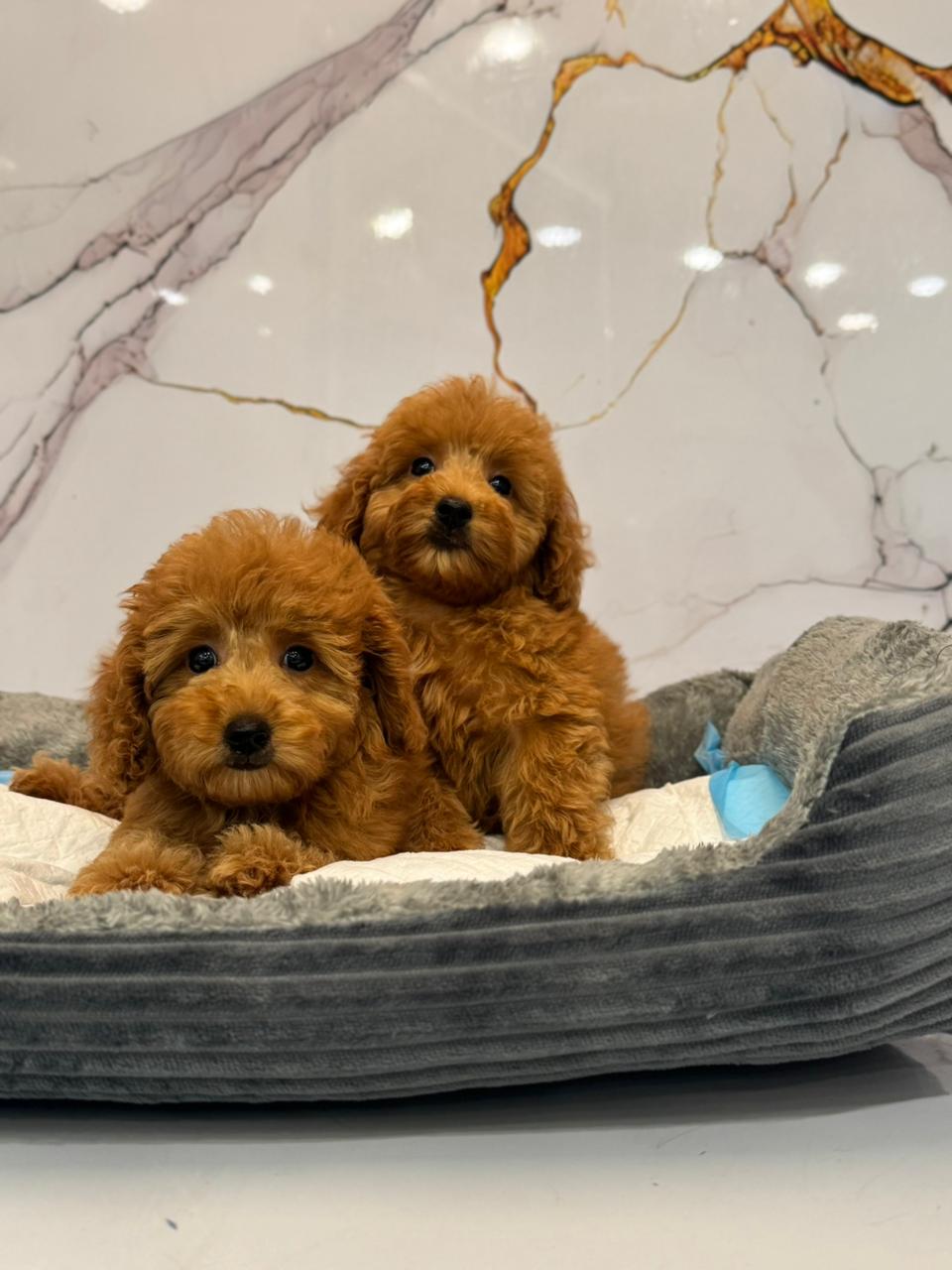 Poodle Puppies
