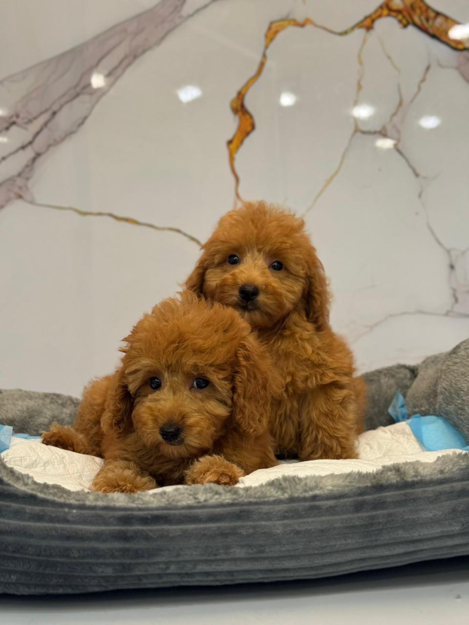 Poodle Puppies