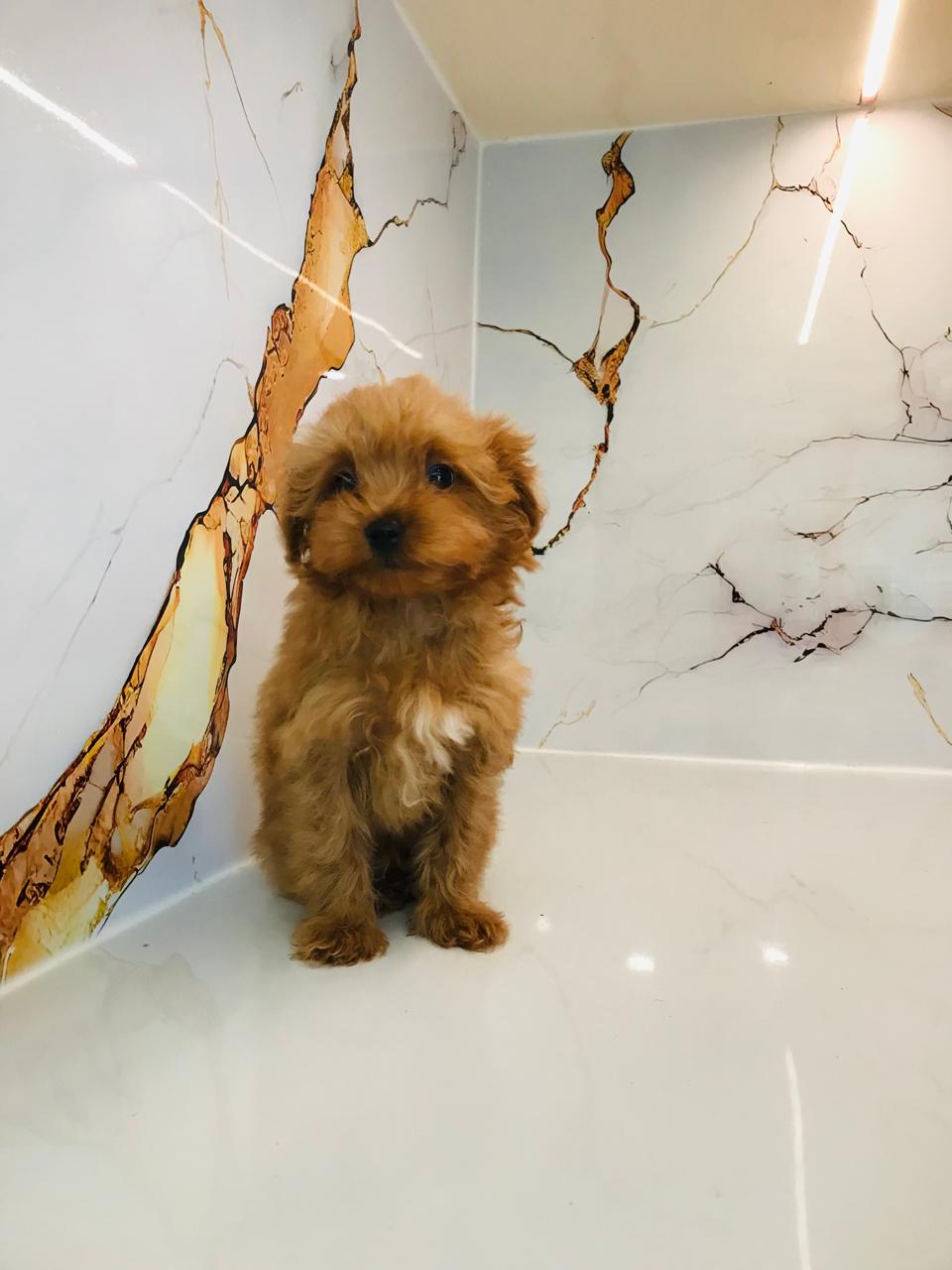 Tcup Maltipoo Puppy