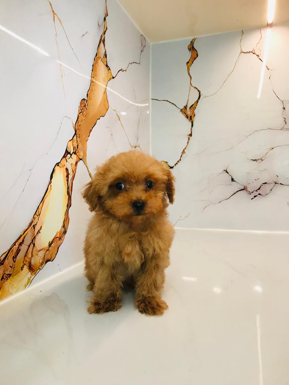 Tcup Maltipoo Puppy