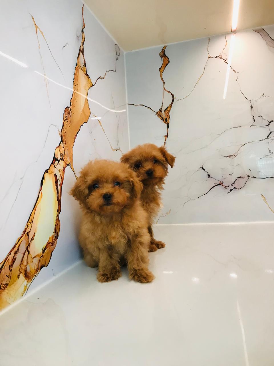 Tcup Maltipoo Puppy