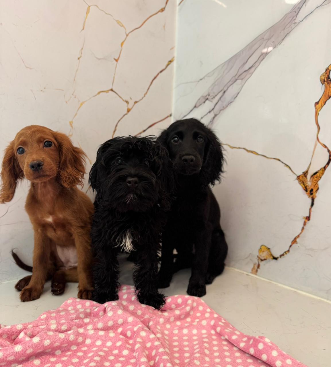 Cockapoo Puppies