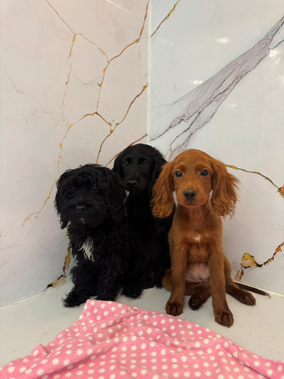 Cockapoo Puppies