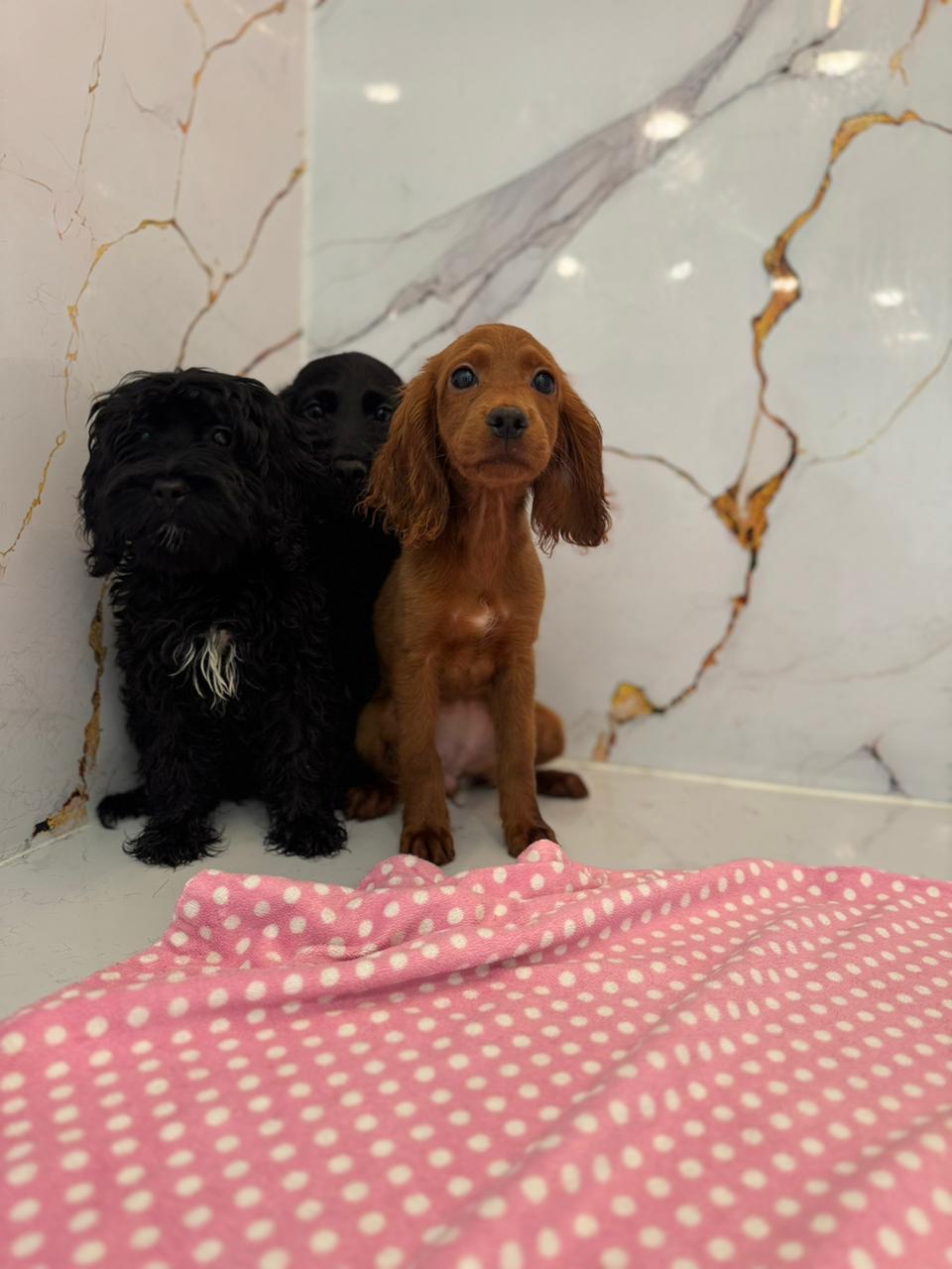 Cockapoo Puppies