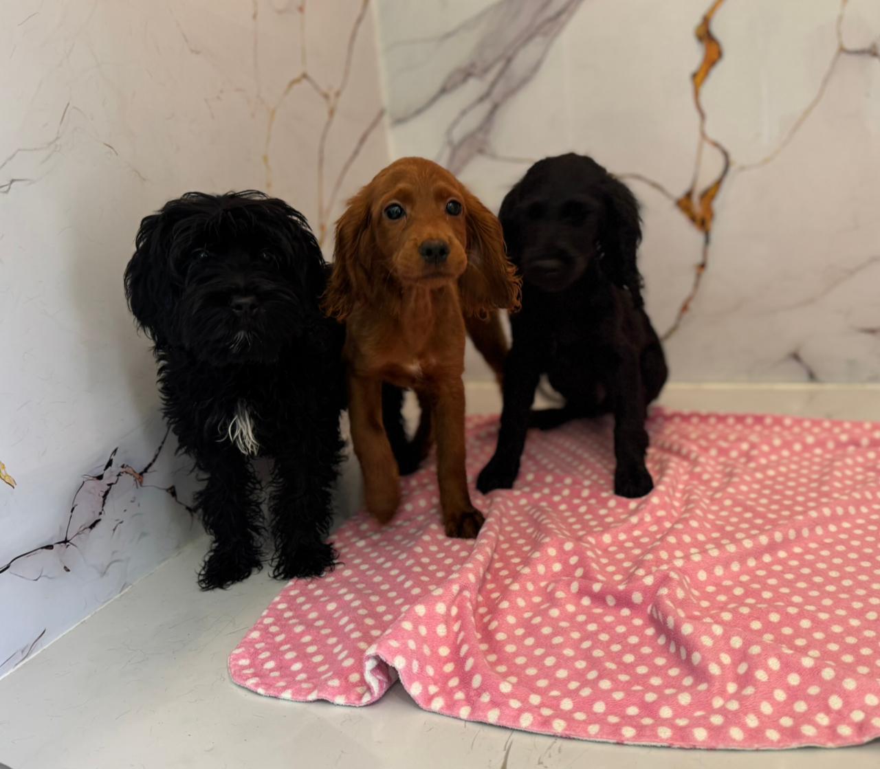Cockapoo Puppies