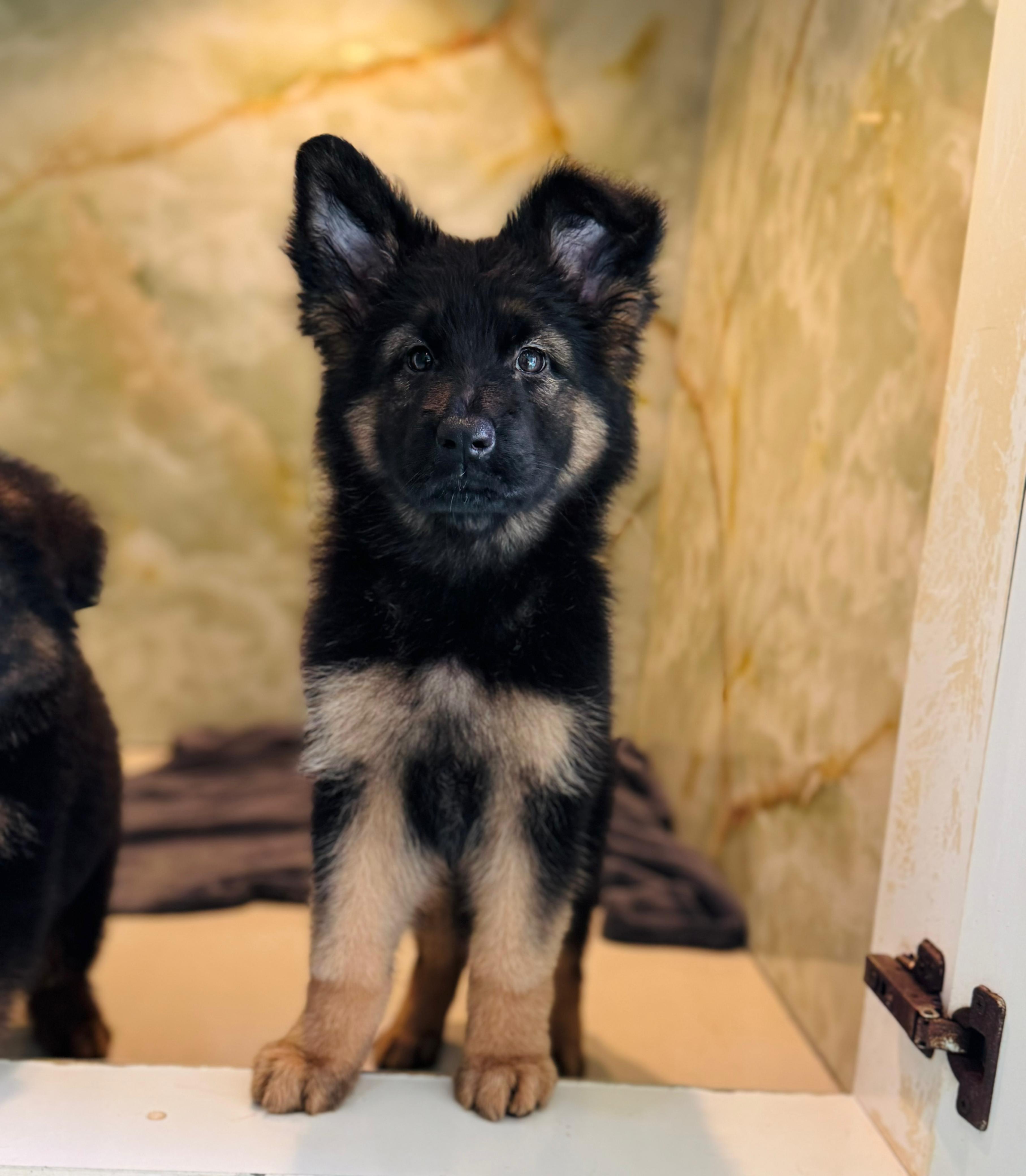 German Shepherd Female Puppy
