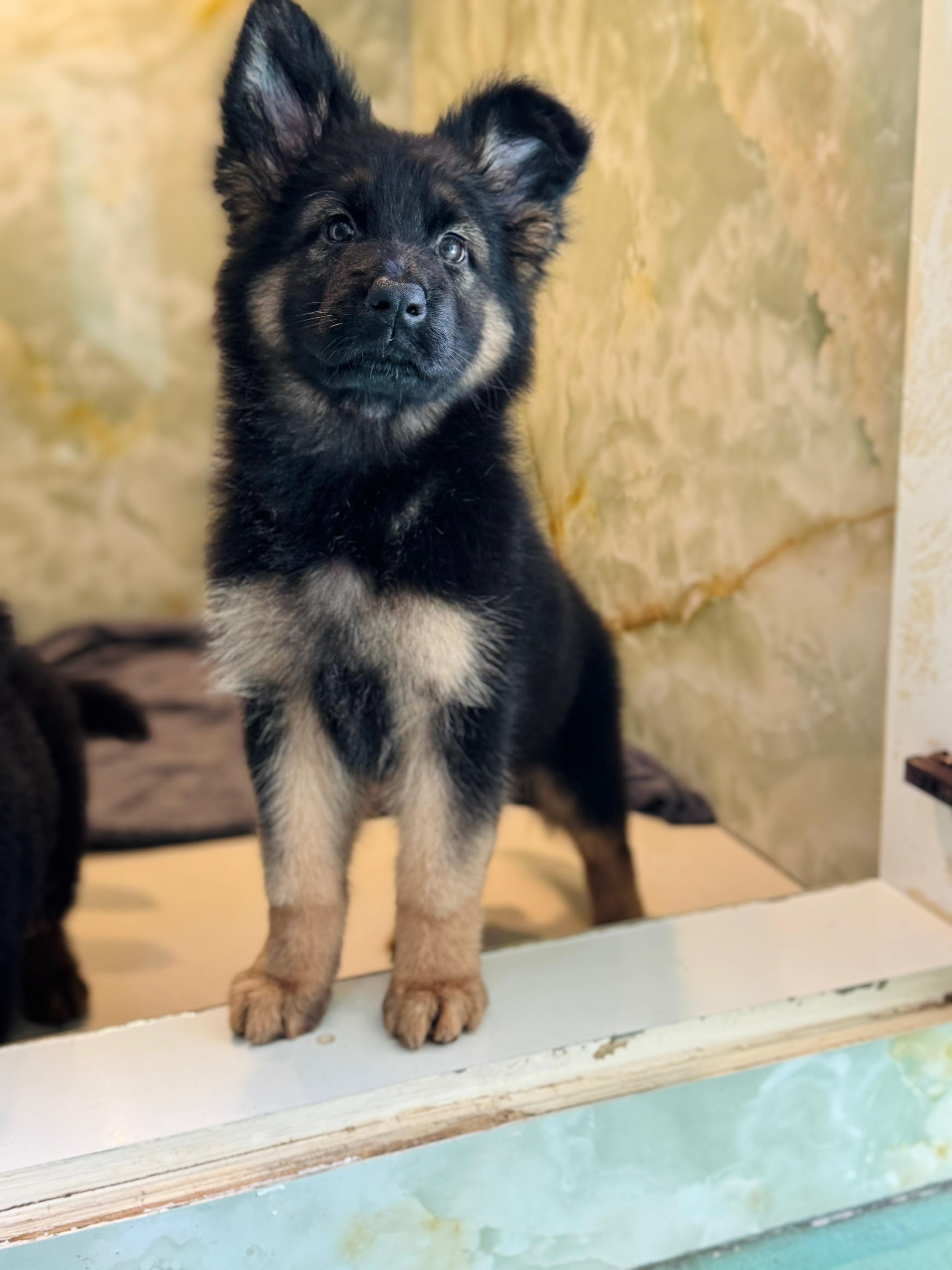 German Shepherd Female Puppy