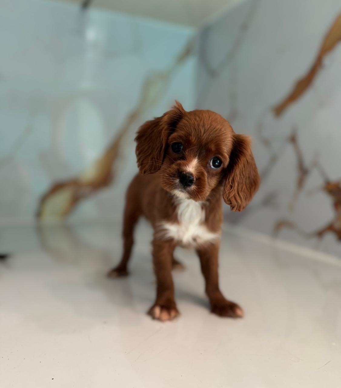 Cavalier King Charles Spaniel Puppy