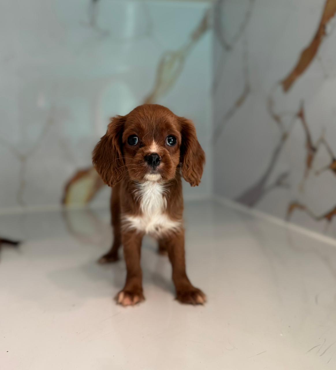 Cavalier King Charles Spaniel Puppy