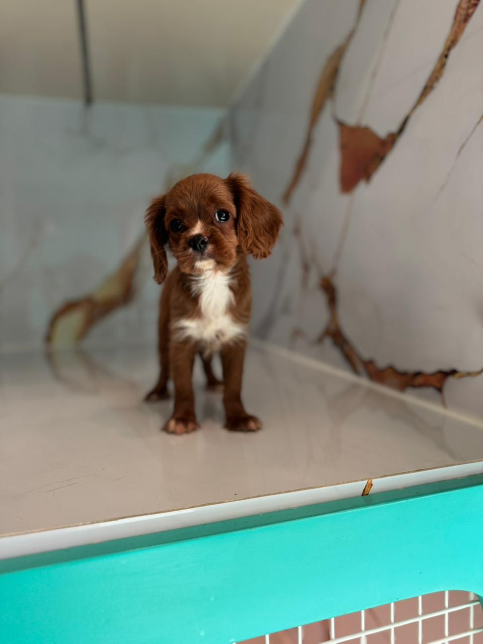 Cavalier King Charles Spaniel Puppy