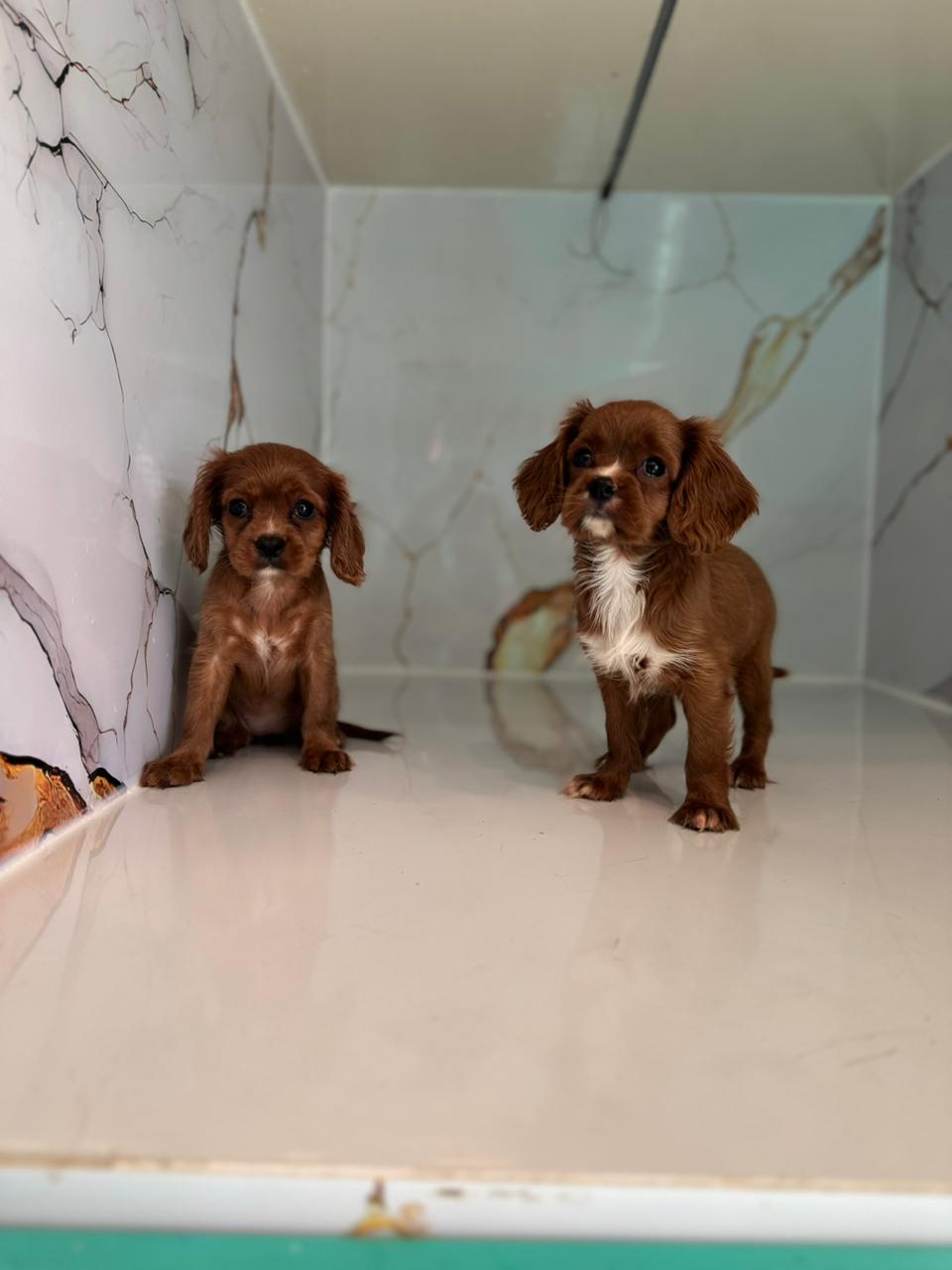 Cavalier King Charles Spaniel Puppy