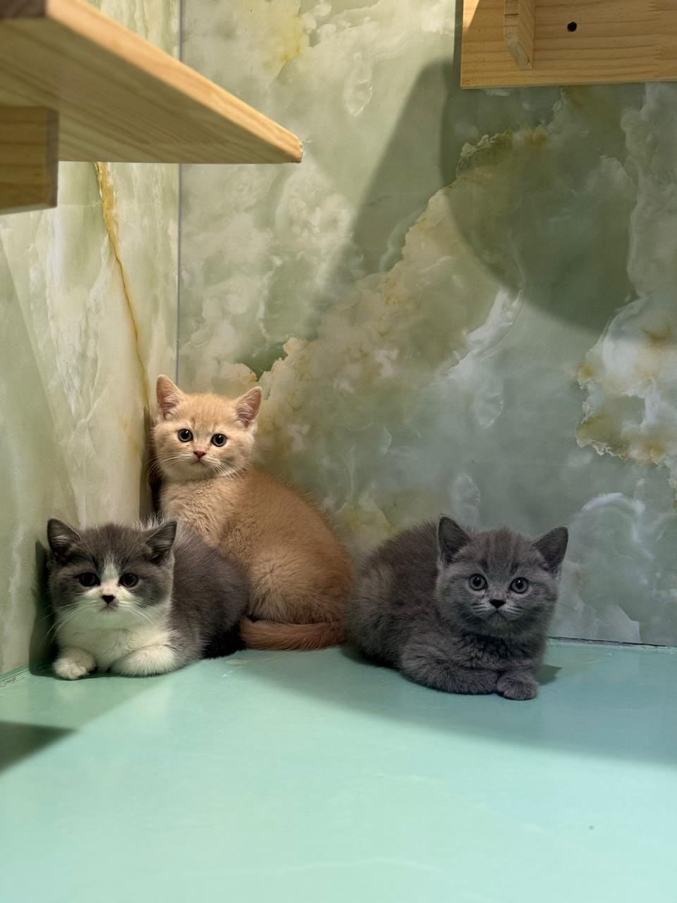 British Short Hair kittens