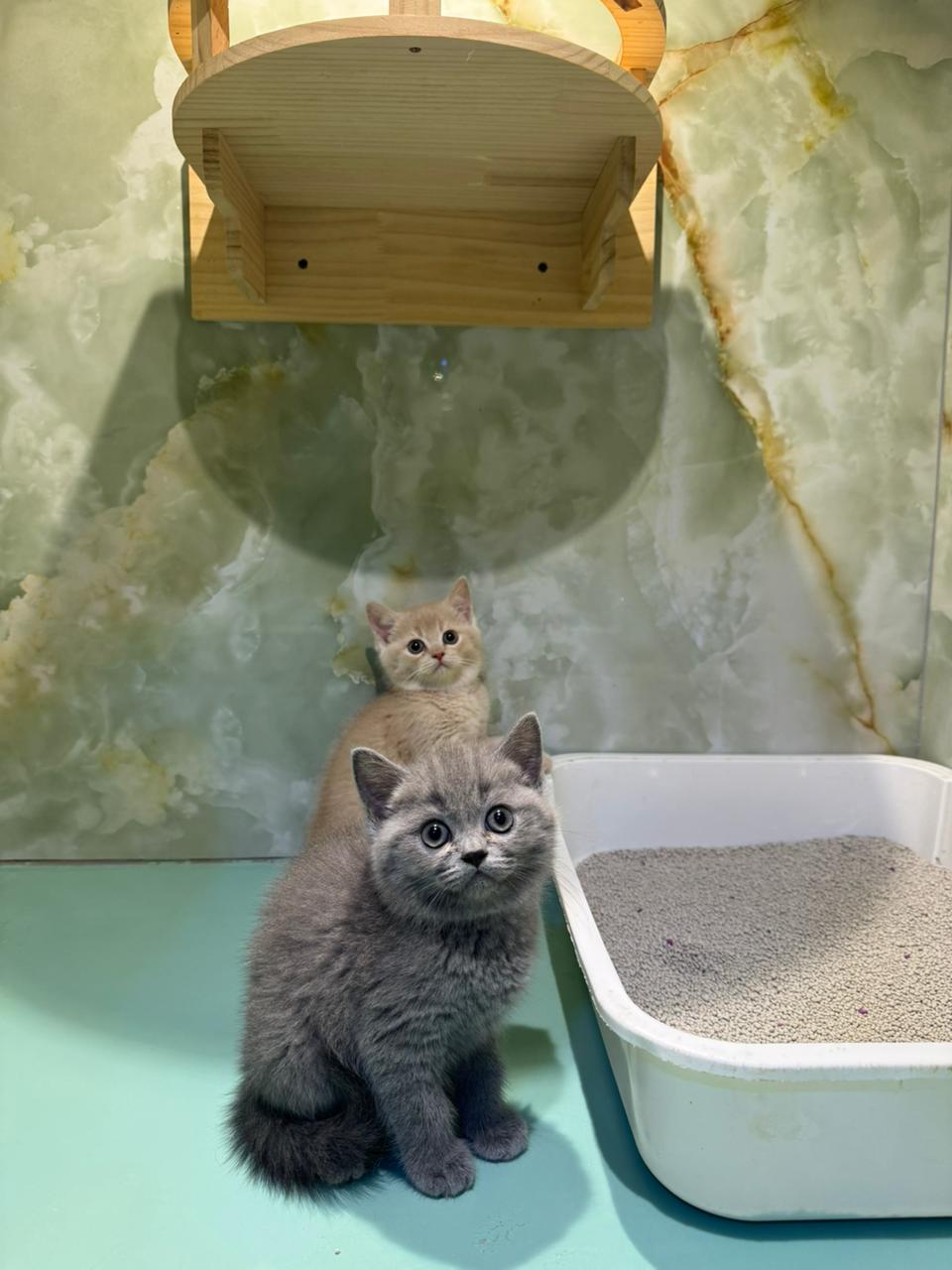 British Short Hair kittens