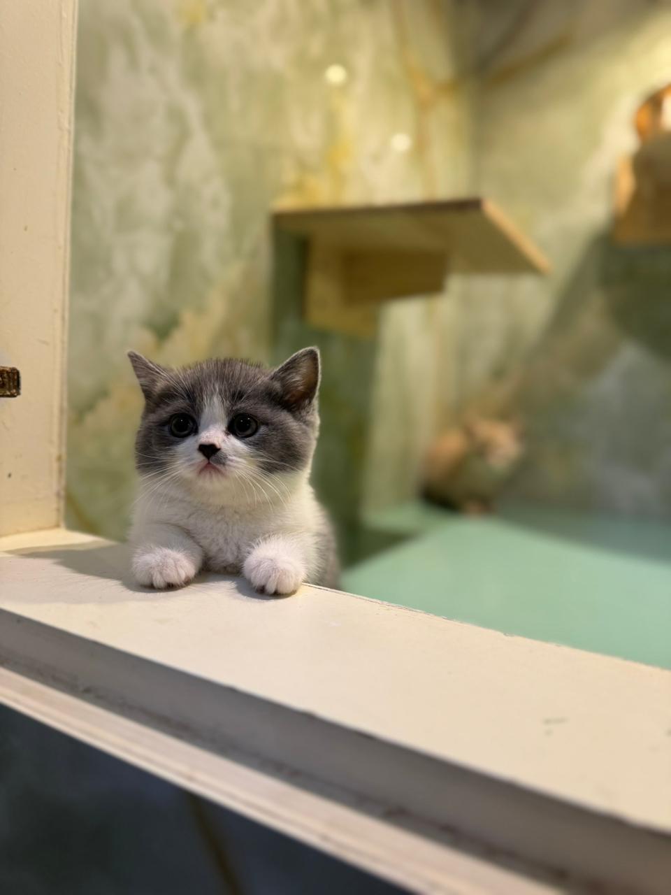 British Short Hair kittens