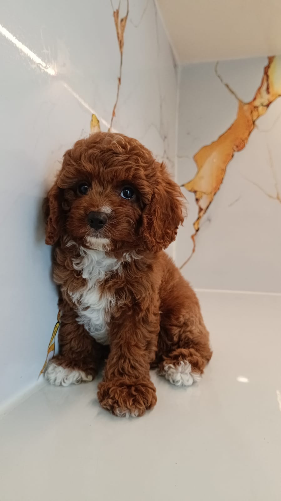 Cavapoo Male Puppies
