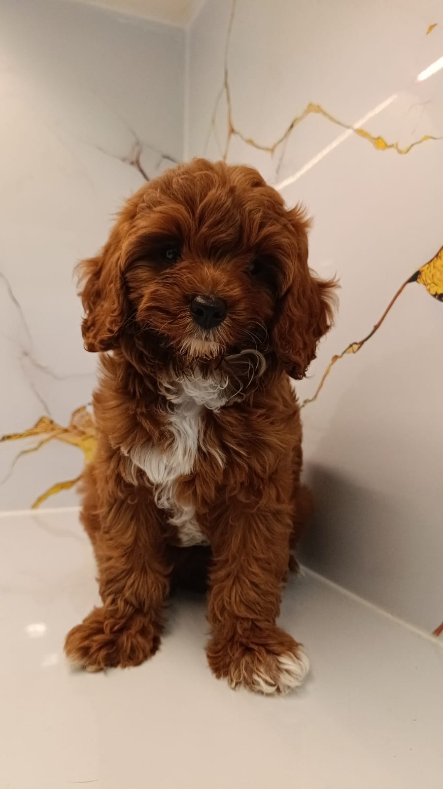 Cavapoo Male Puppies