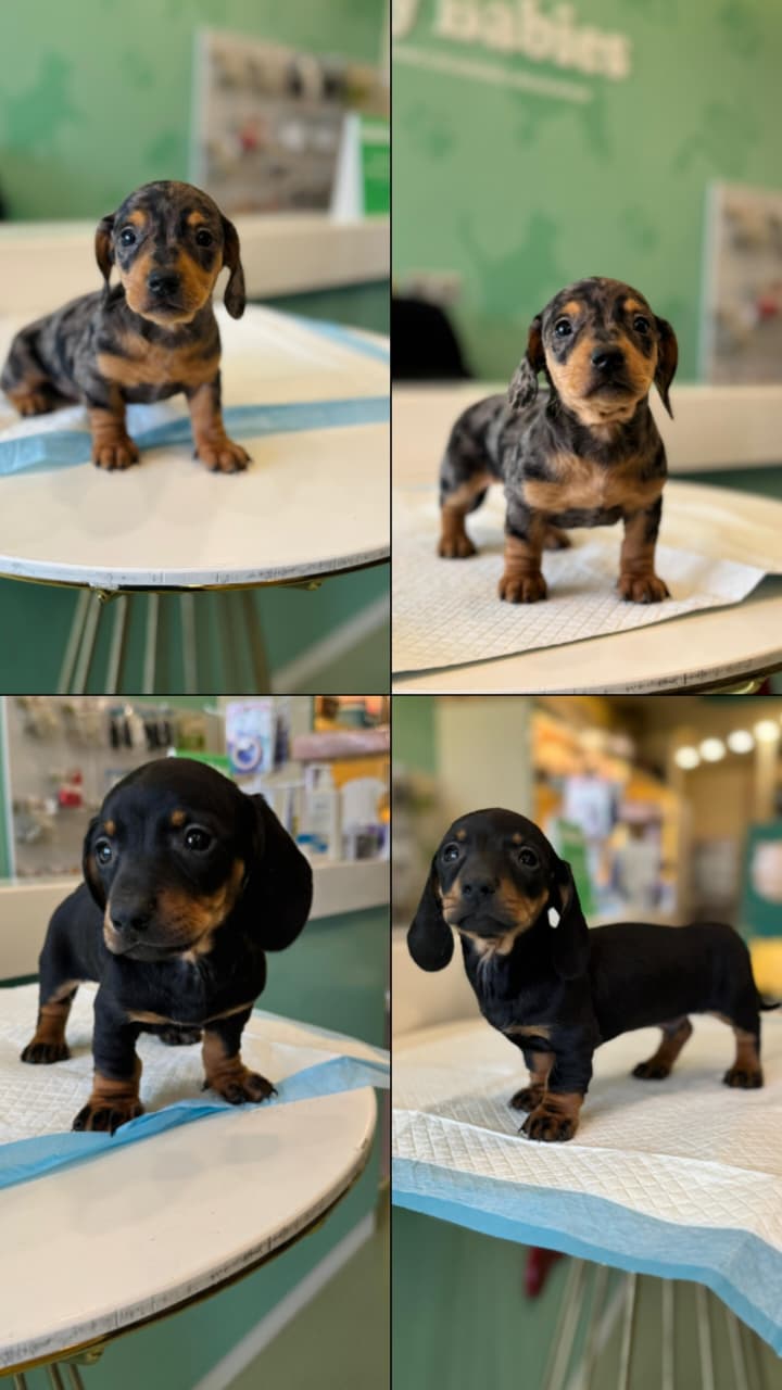Merle Dachshund Puppies