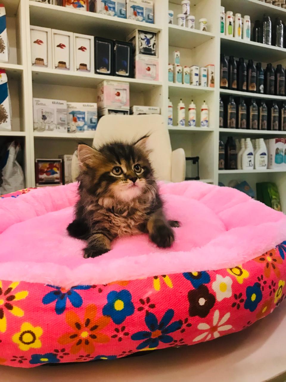 Siberian kittens