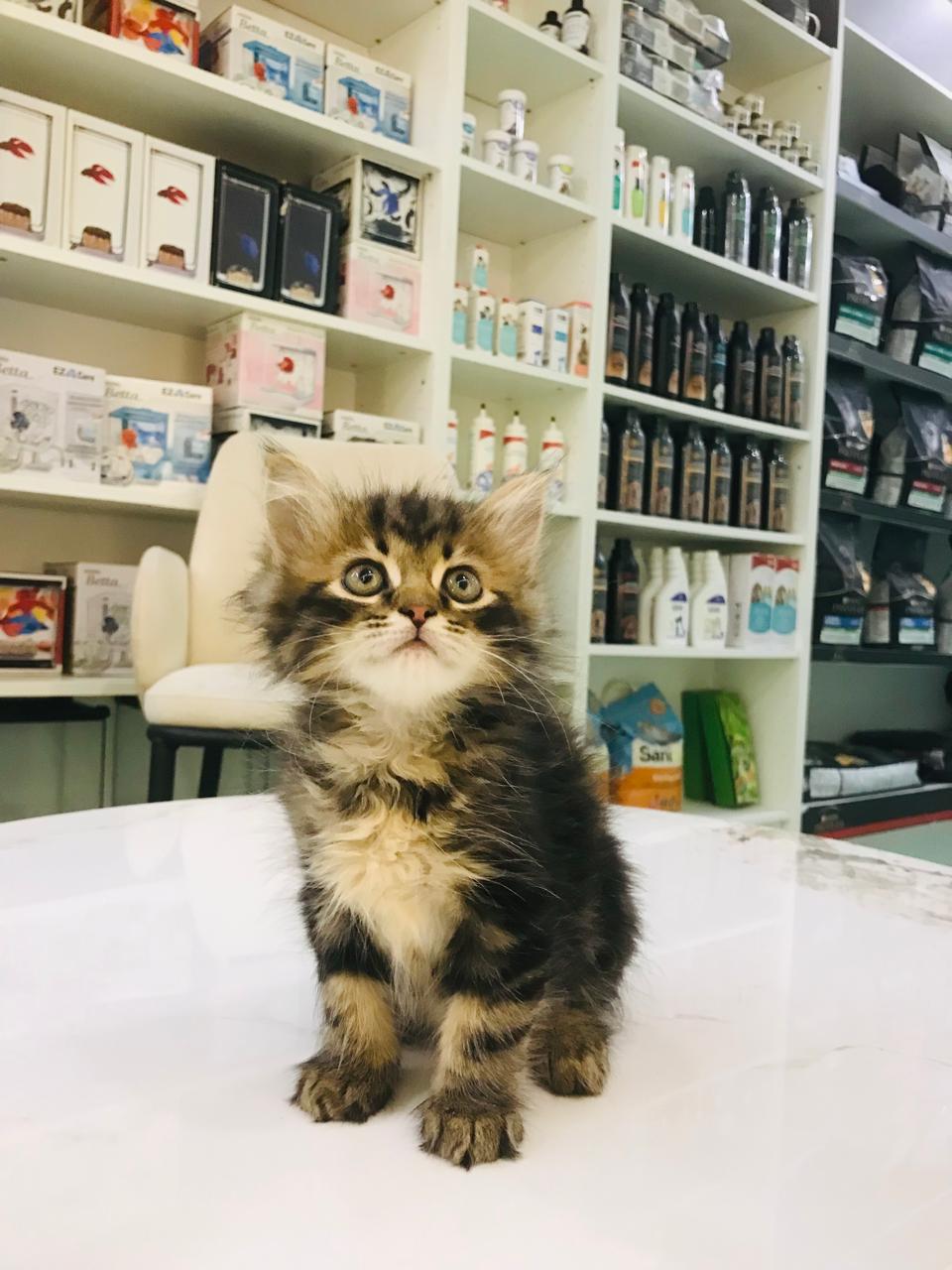 Siberian kittens