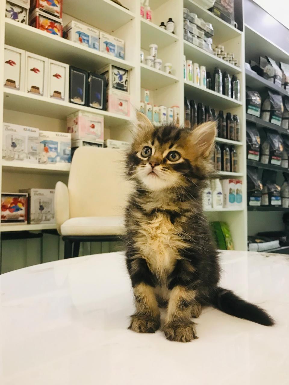 Siberian kittens