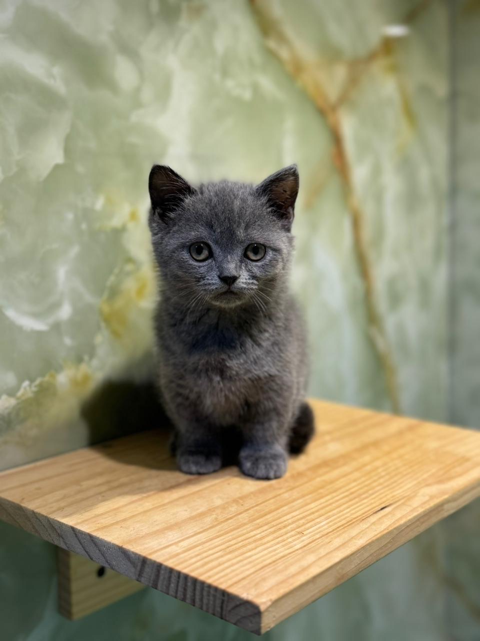 Munchkin Kitten
