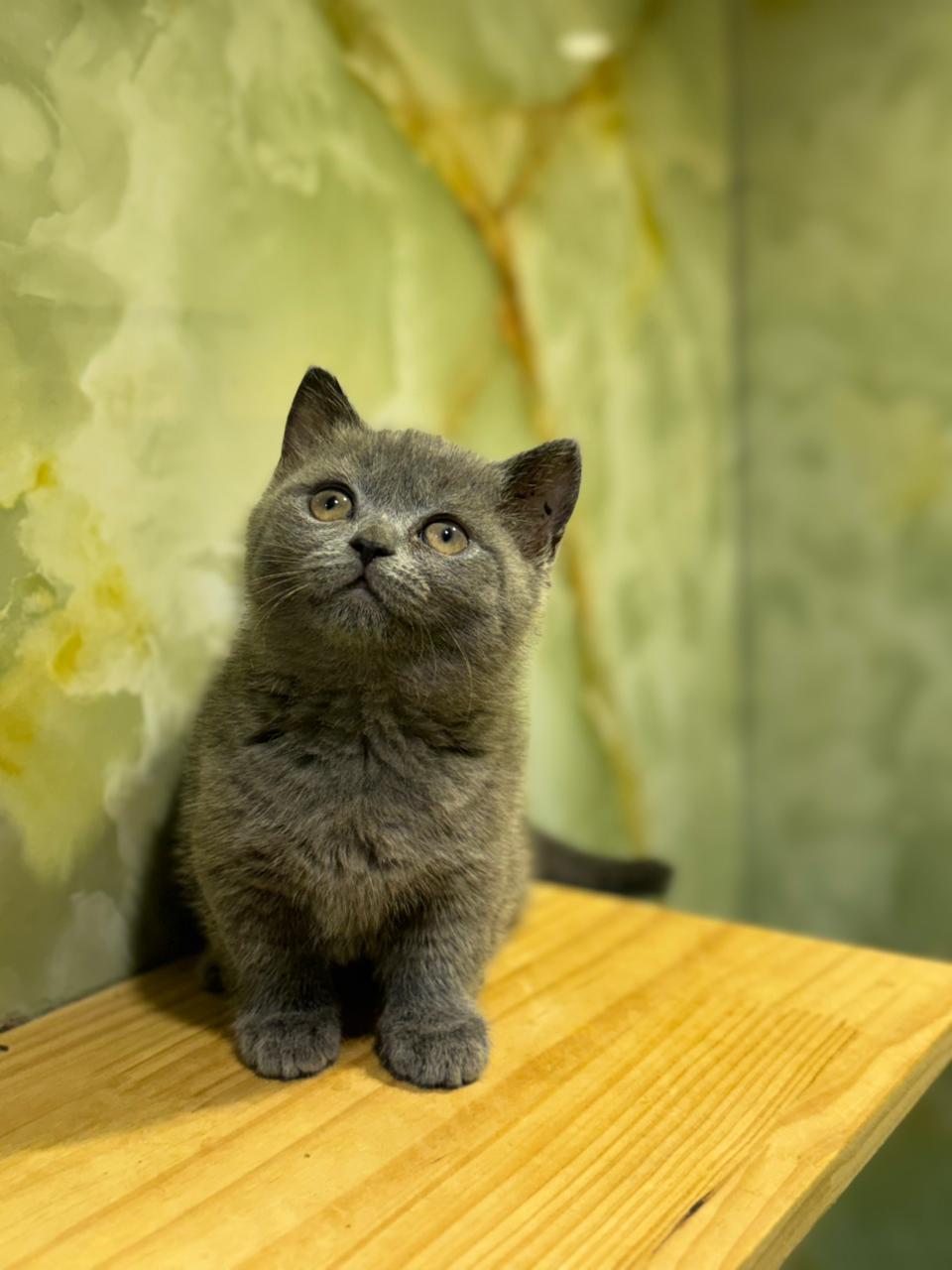 Munchkin Kitten