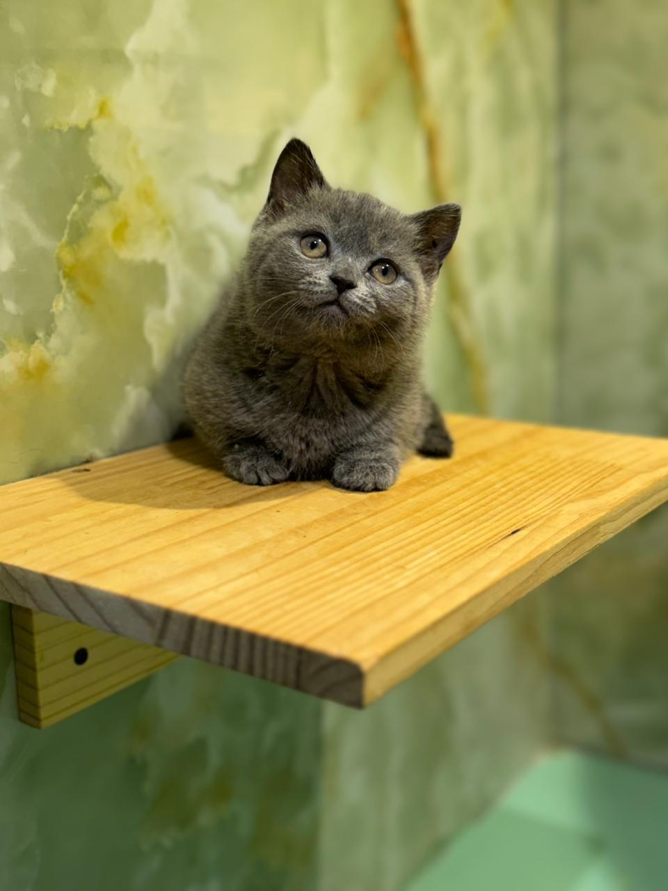Munchkin Kitten