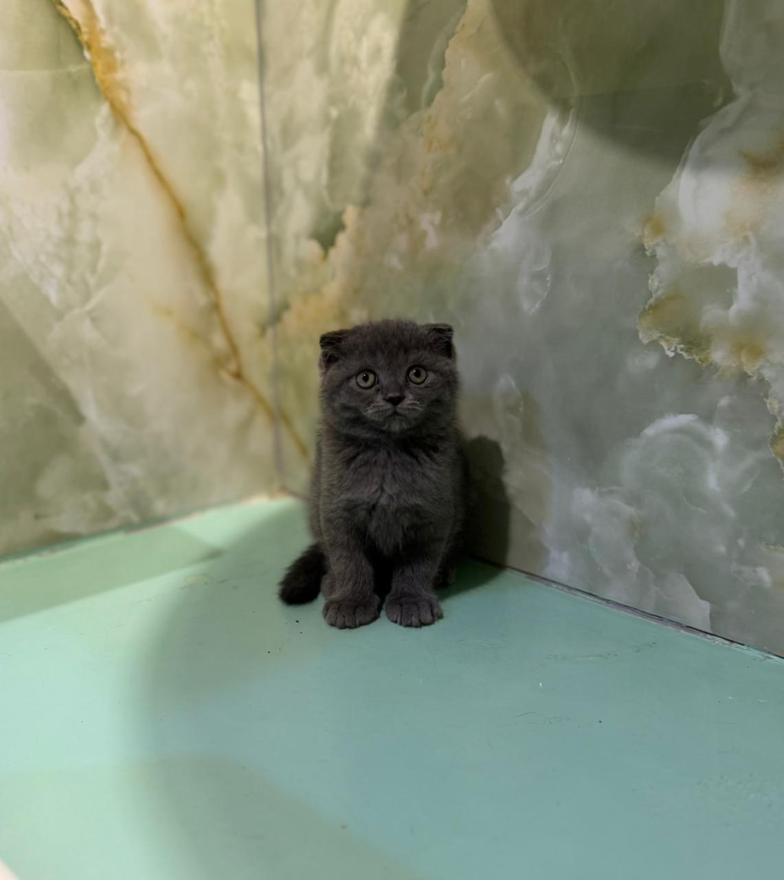 Scottish Fold Kitten