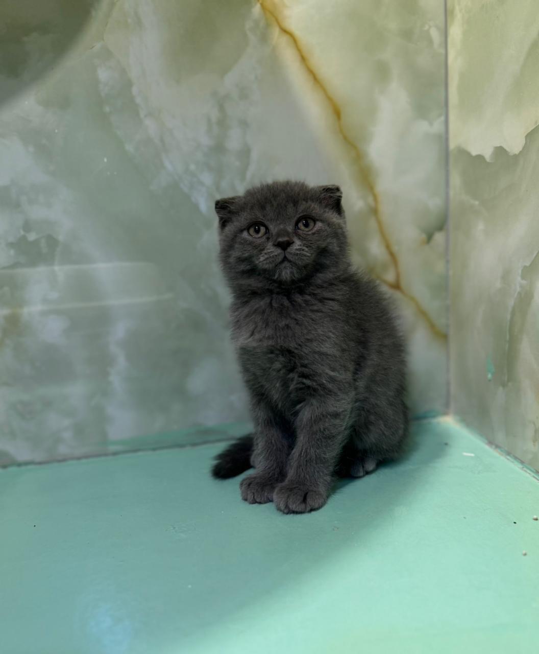 Scottish Fold Kitten