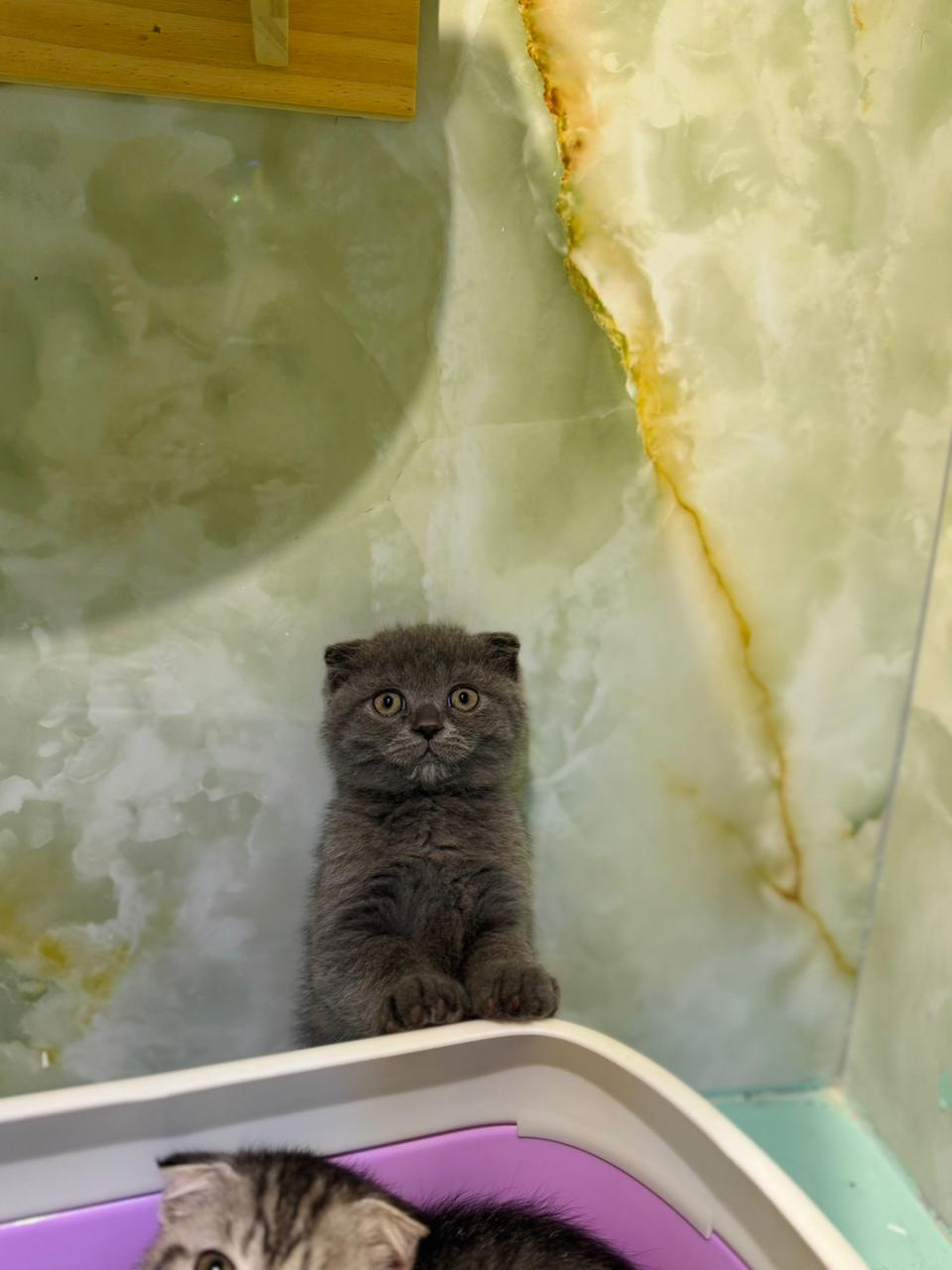 Scottish Fold Kitten