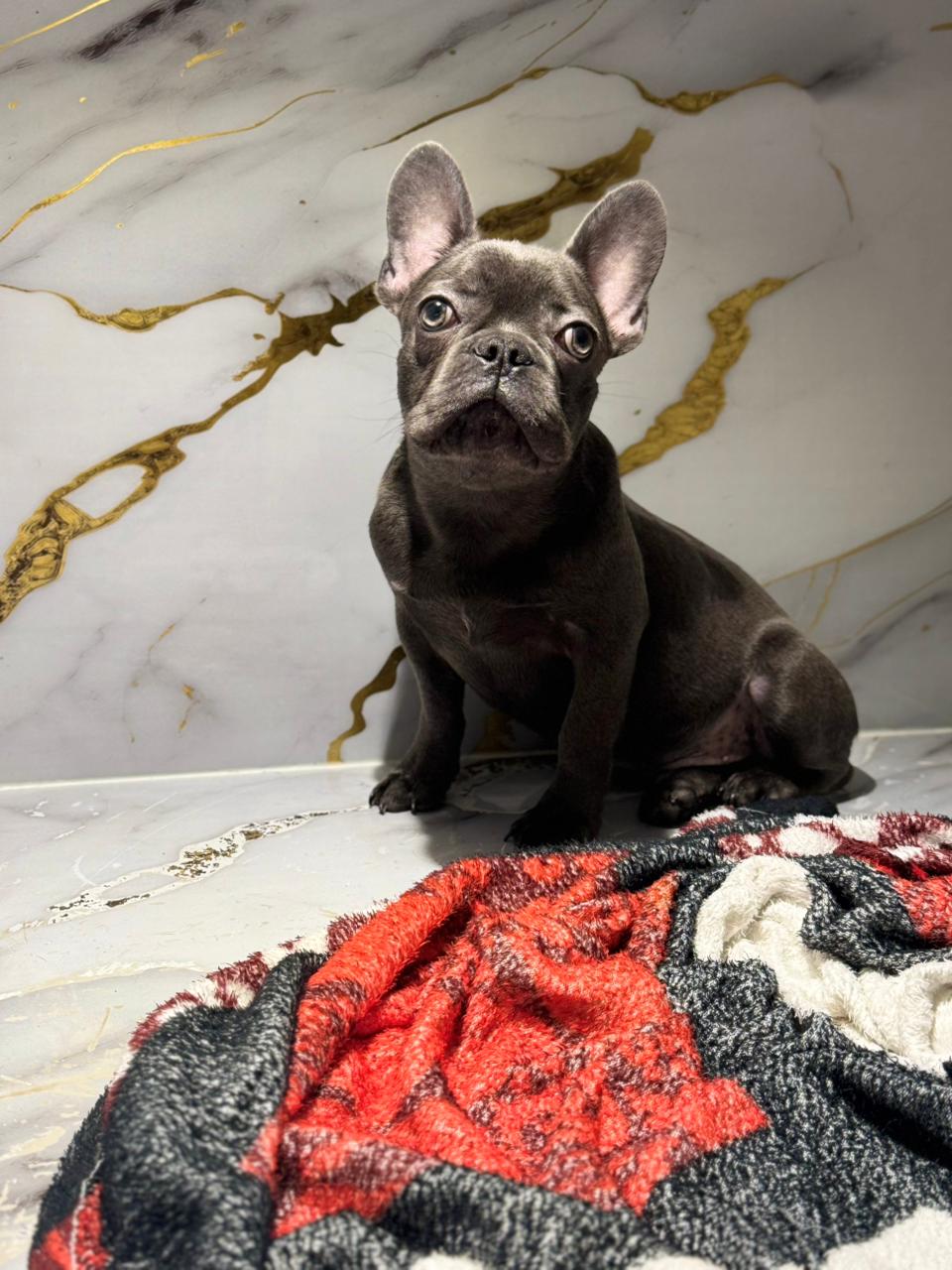 Blue French Bull Dog Puppy
