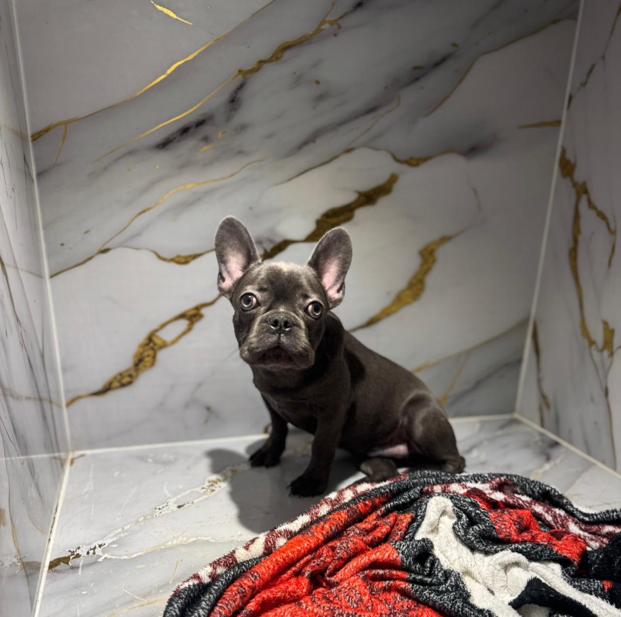Blue French Bull Dog Puppy