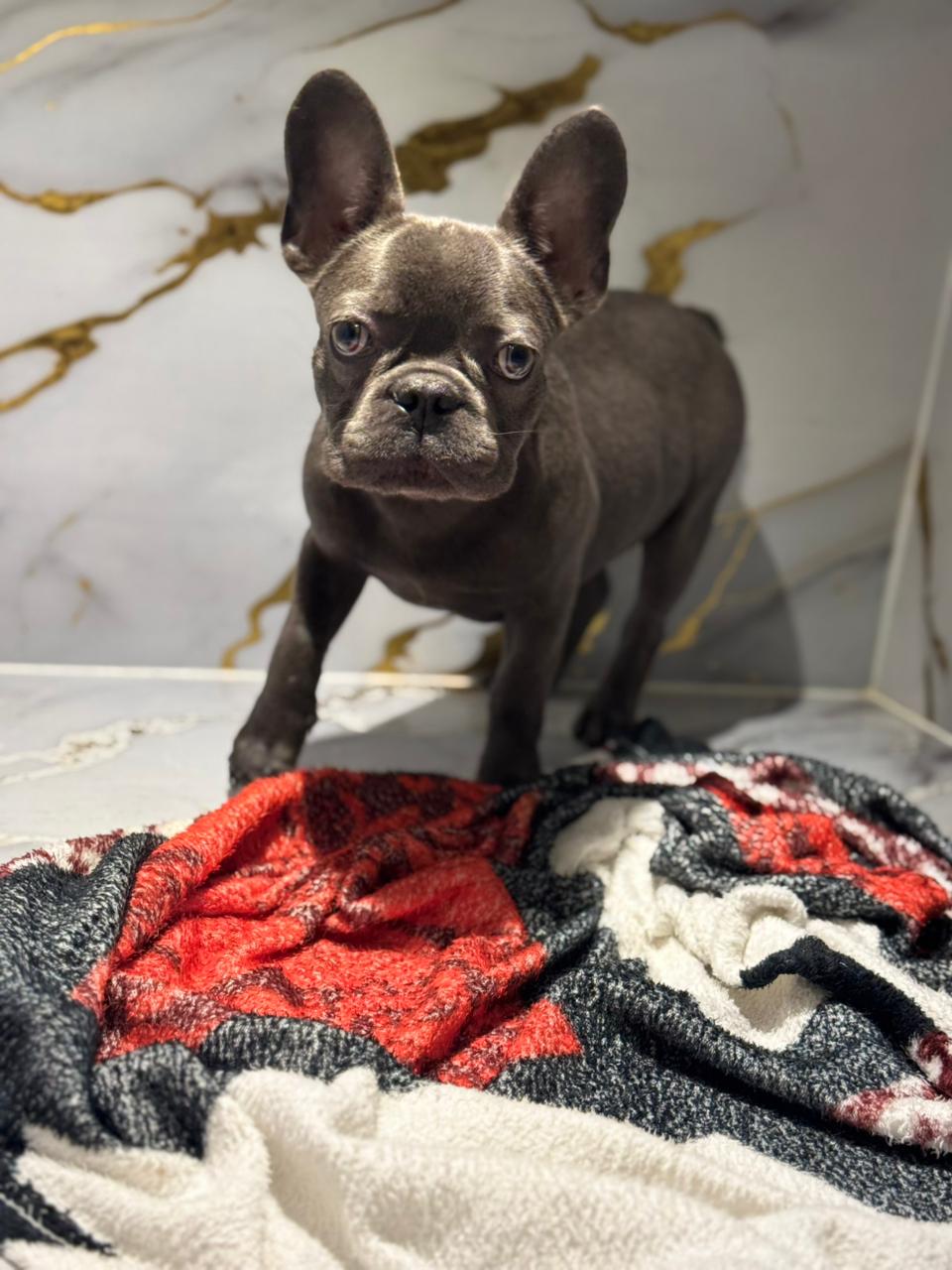 Blue French Bull Dog Puppy