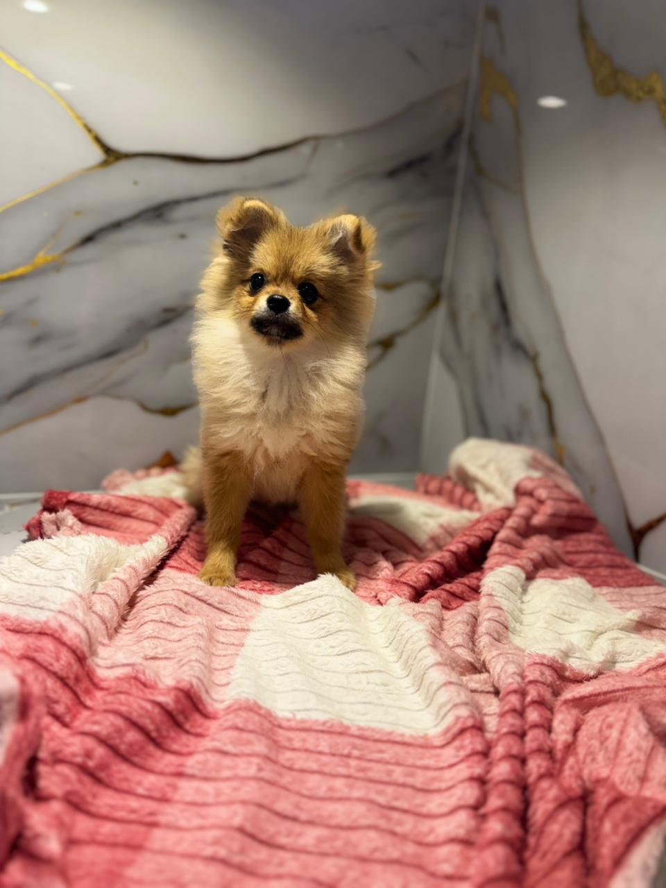 Pomeranian Puppy