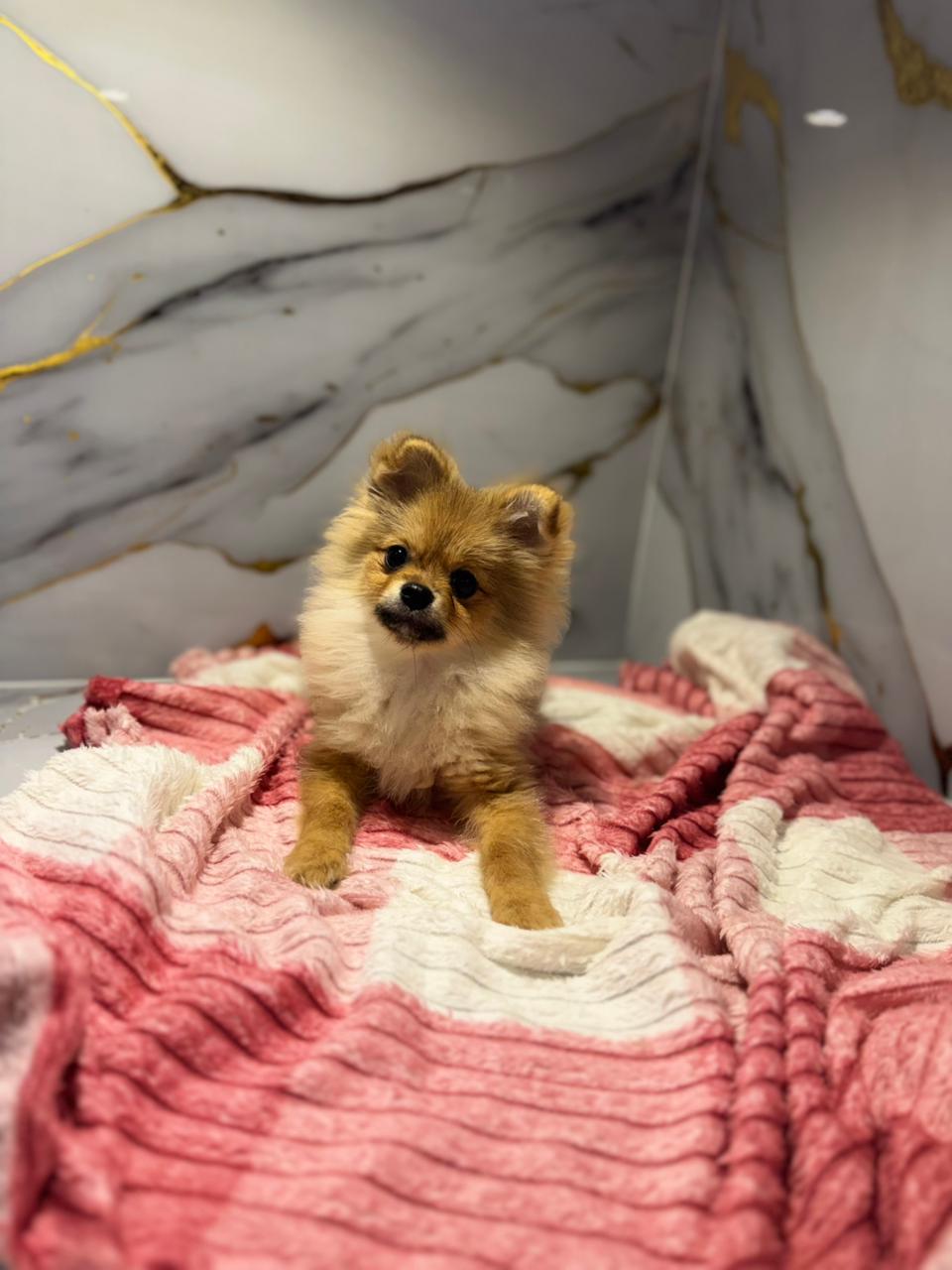 Pomeranian Puppy