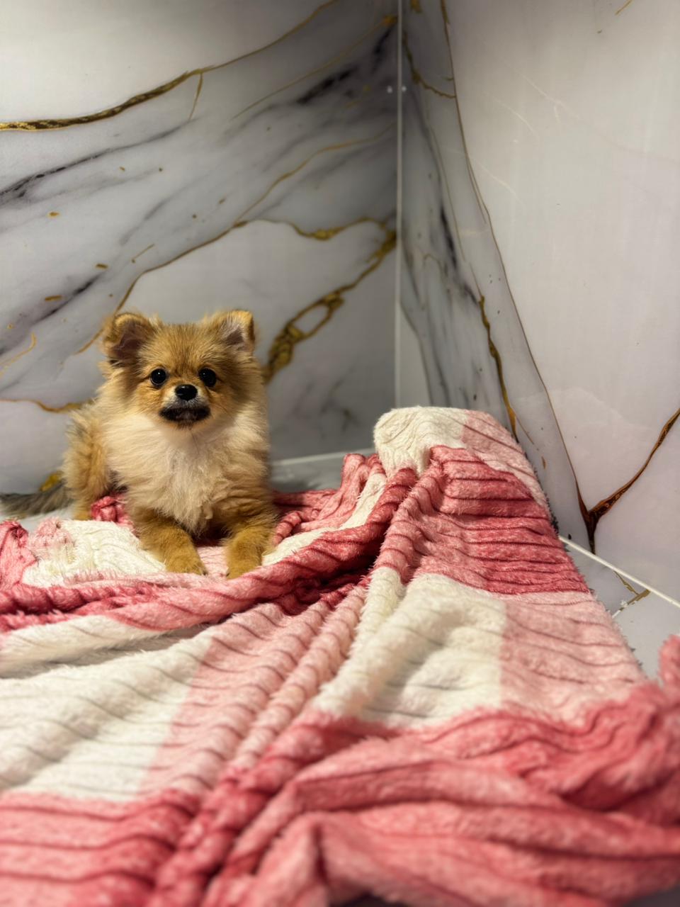 Pomeranian Puppy