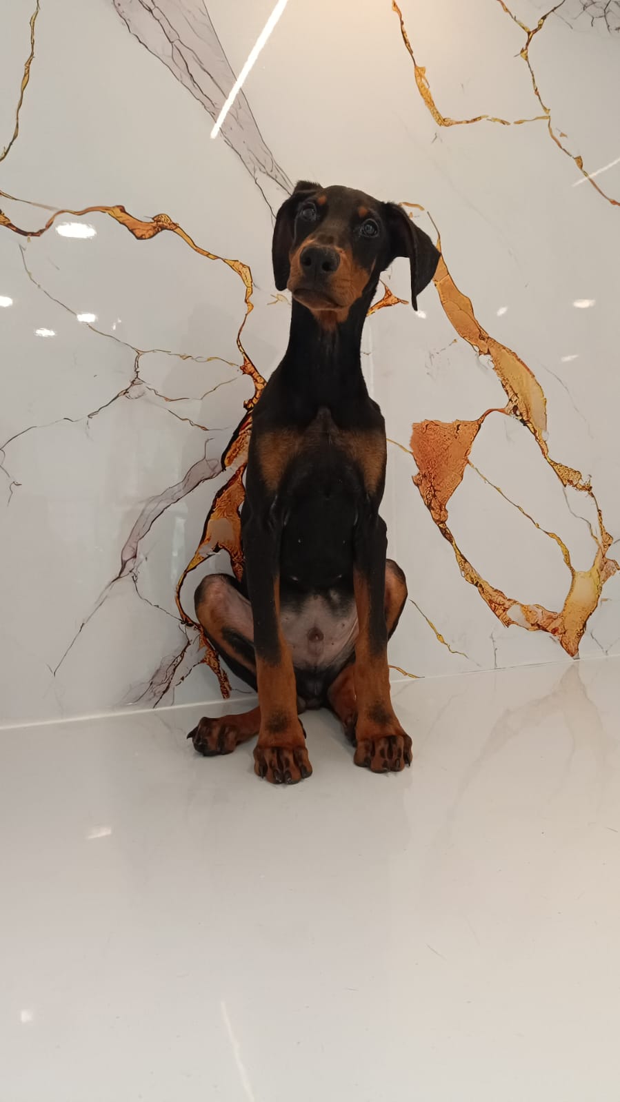 Doberman Male Puppy