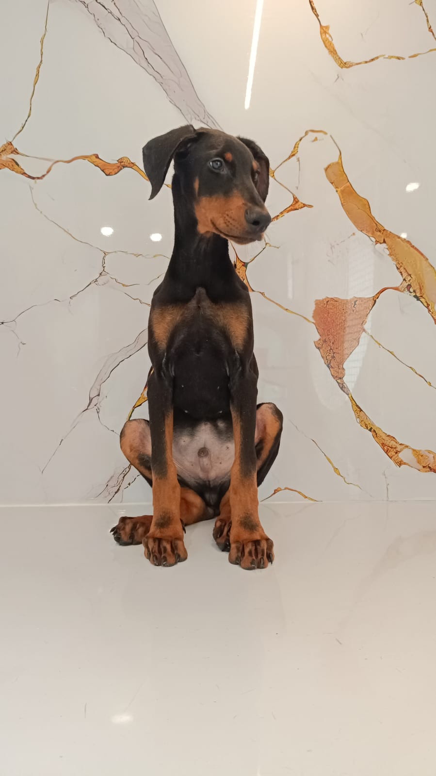 Doberman Male Puppy