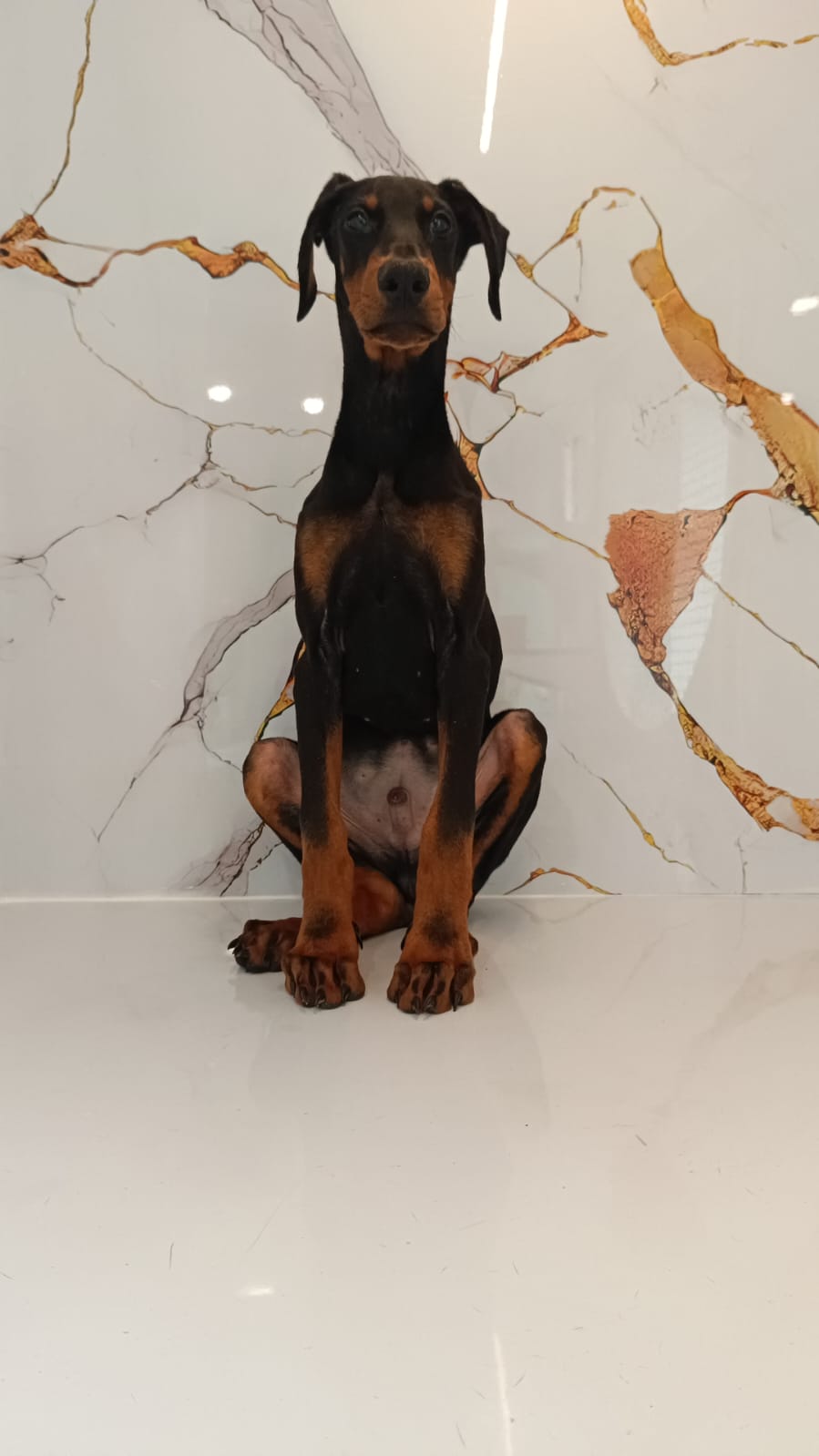 Doberman Male Puppy