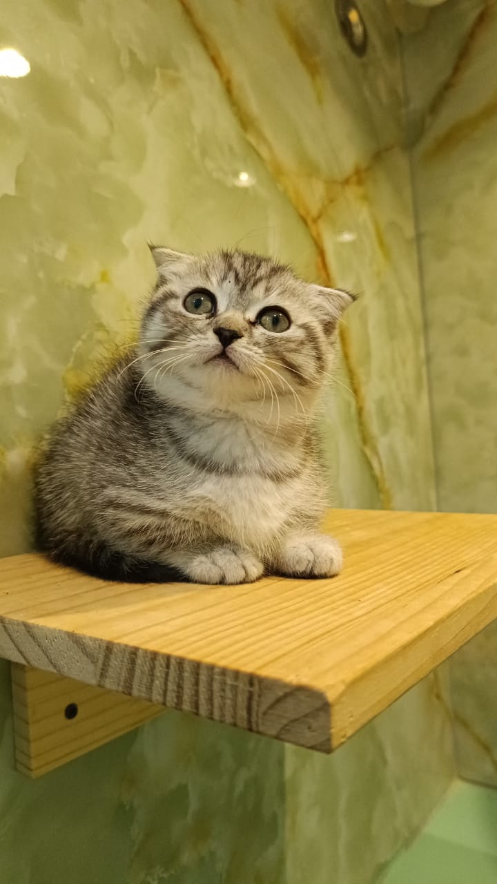 Silver Munchkin Kitten