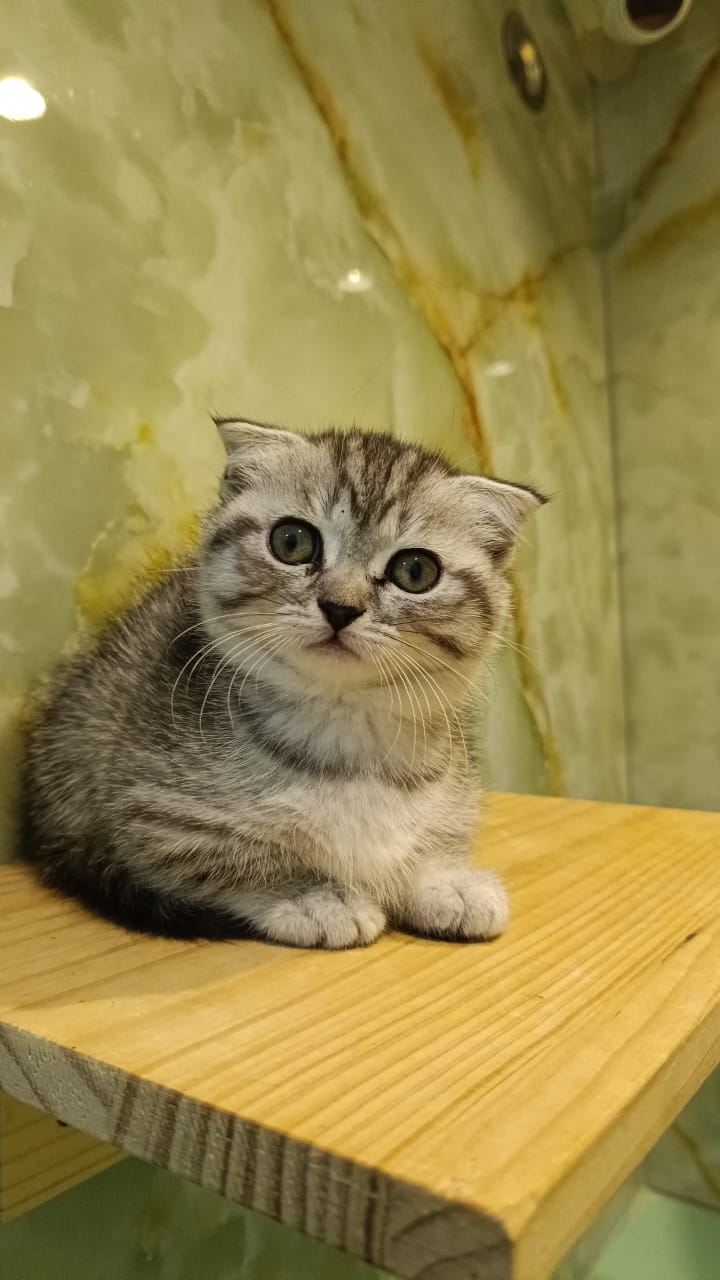 Silver Munchkin Kitten