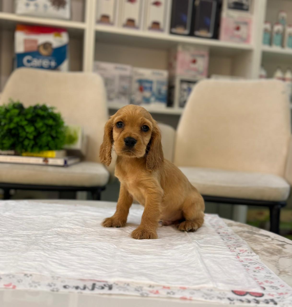 Cocker Spaniel Male Puppies