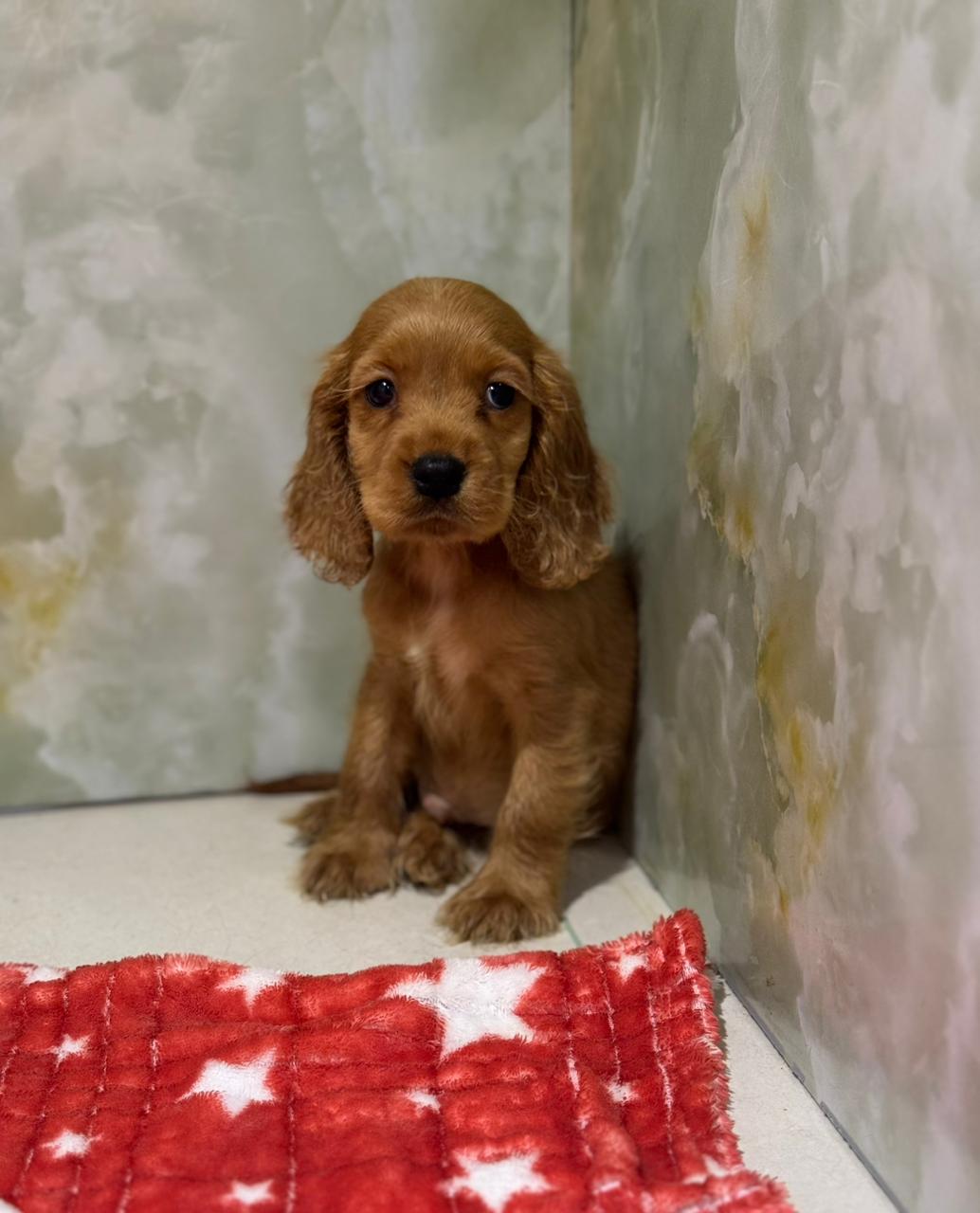 Cocker Spaniel Male Puppies