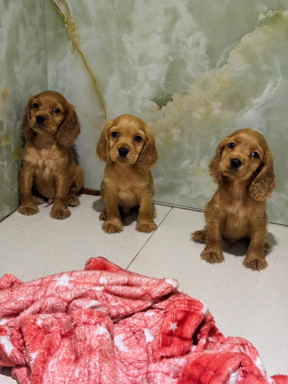 Cocker Spaniel Male Puppies