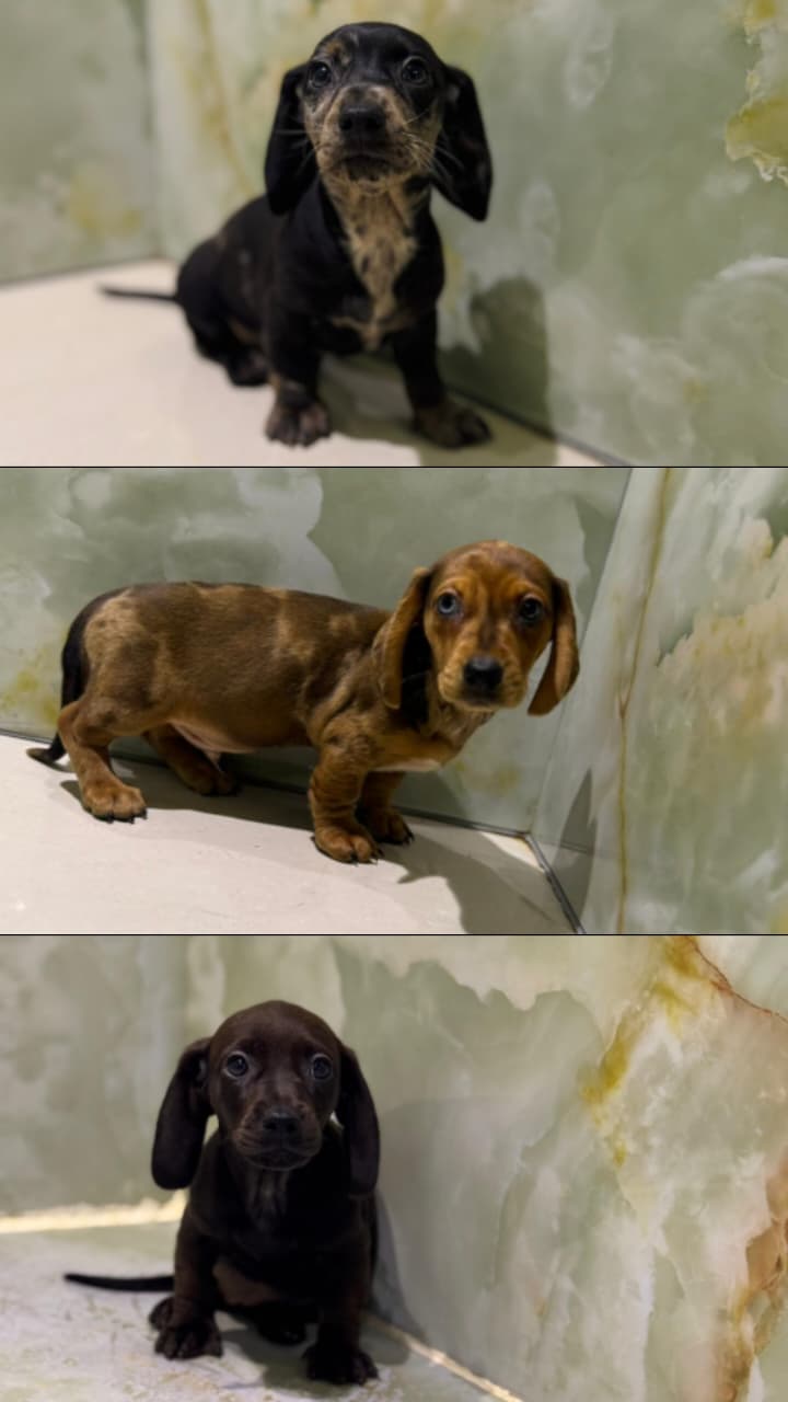 Merle Dachshund Puppies