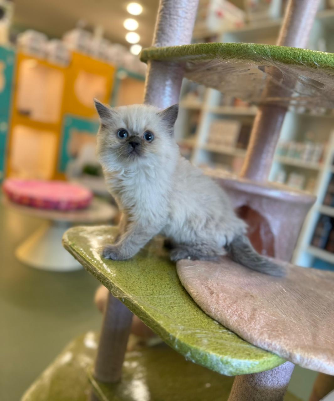 British Long Hair kittens
